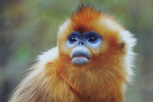 Roxellan ripopeekeek - представник муцької сім'ї Roxellan ripopeekeek - представник муцької сім'ї